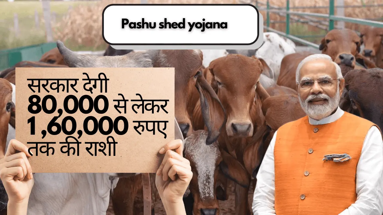 Pashu shed yojana